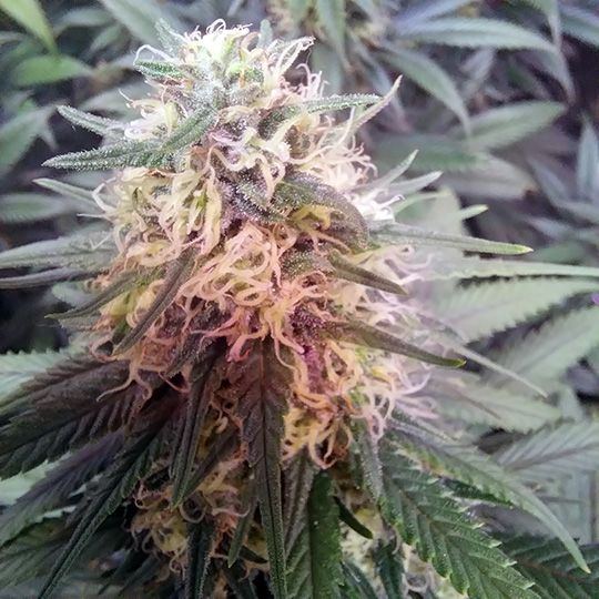 Wk 17 Day 7 Pre UVB2