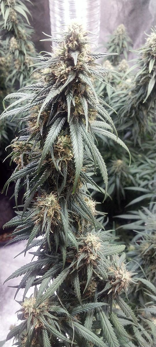 Wk 18 Day 3 Bud01