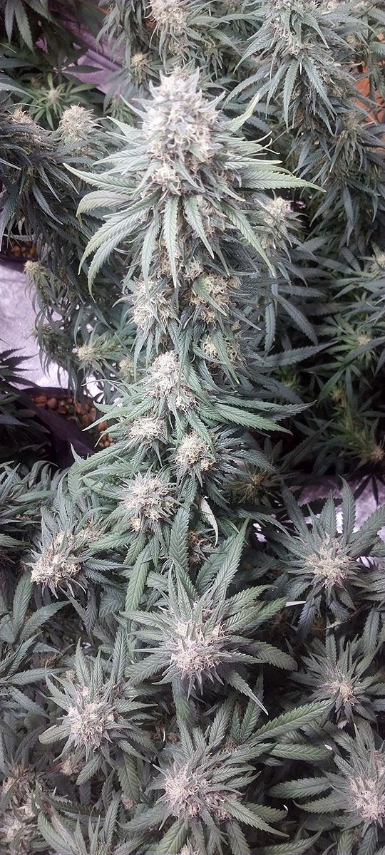 Wk 18 Day 3 Bud02