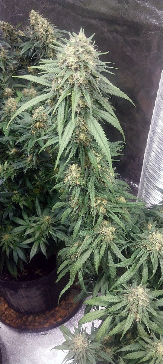 Wk 18 Day 3 Bud03
