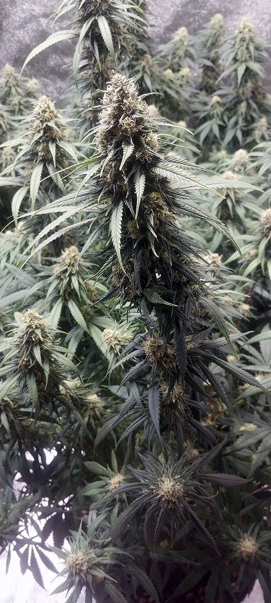 Wk 18 Day 3 Bud04
