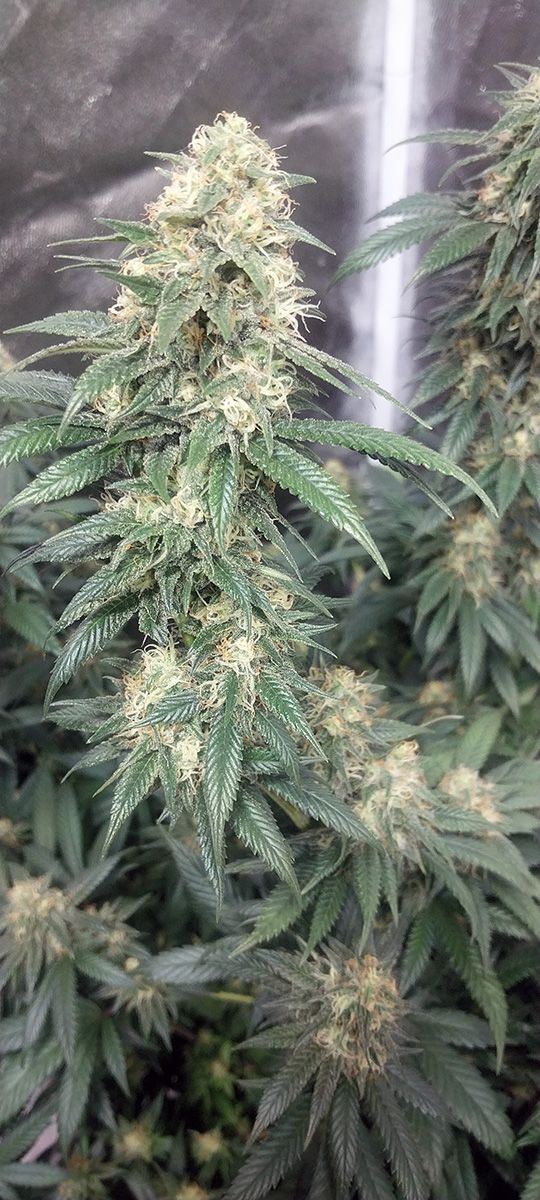 Wk 18 Day 3 Bud05