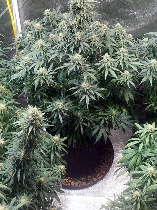 Wk 18 Day 3 Right Back