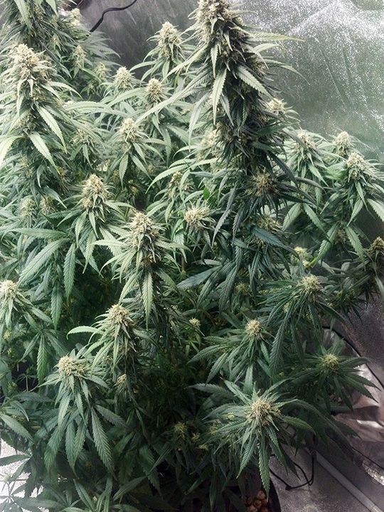 Wk 18 Day 3 Right Front