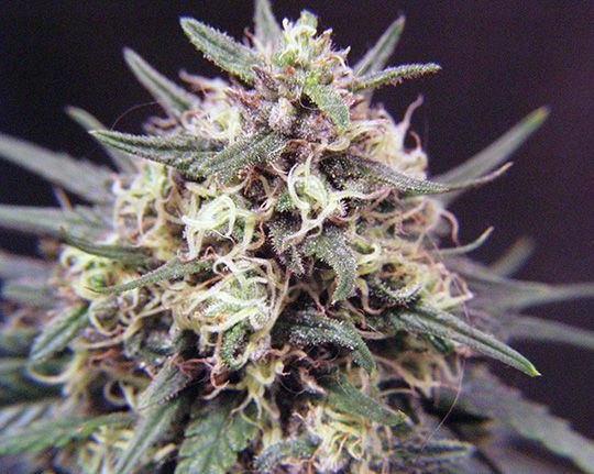 Wk 19 Day 1 Pre UVB