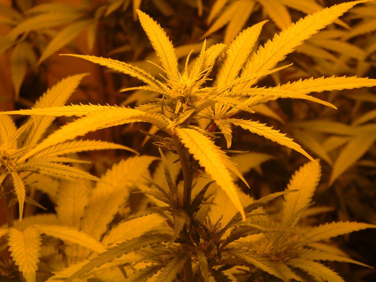 Wk 2 Blackberry flowering 10