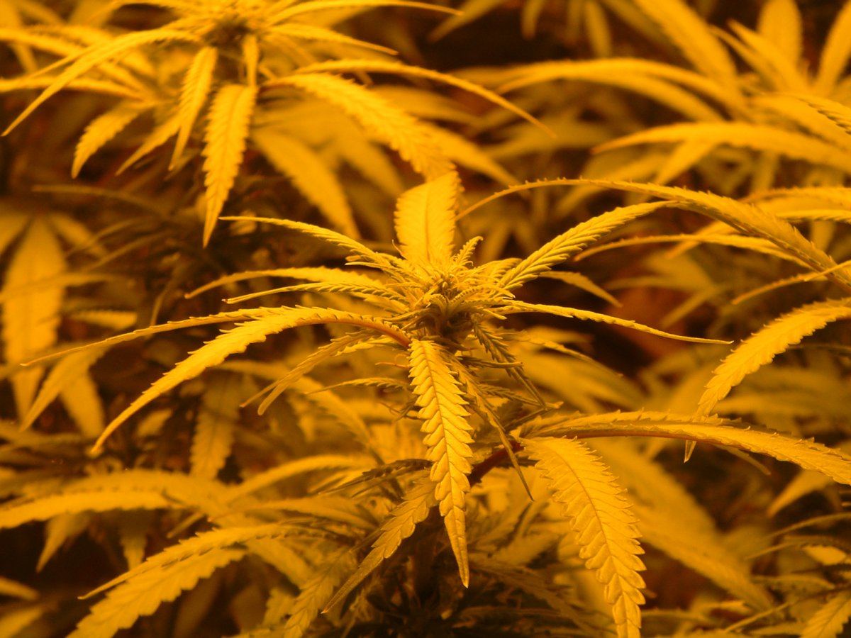 Wk 2 Blackberry flowering 11