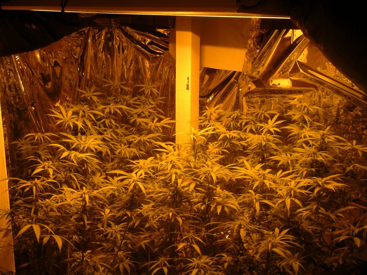Wk 2 Blackberry flowering 2