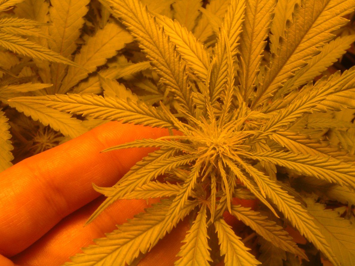 Wk 2 Blackberry flowering 3