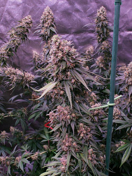 Wk 20 Day 3 Garden2