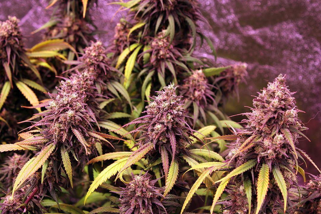 Wk 21 Day 1 Chocholate Kush