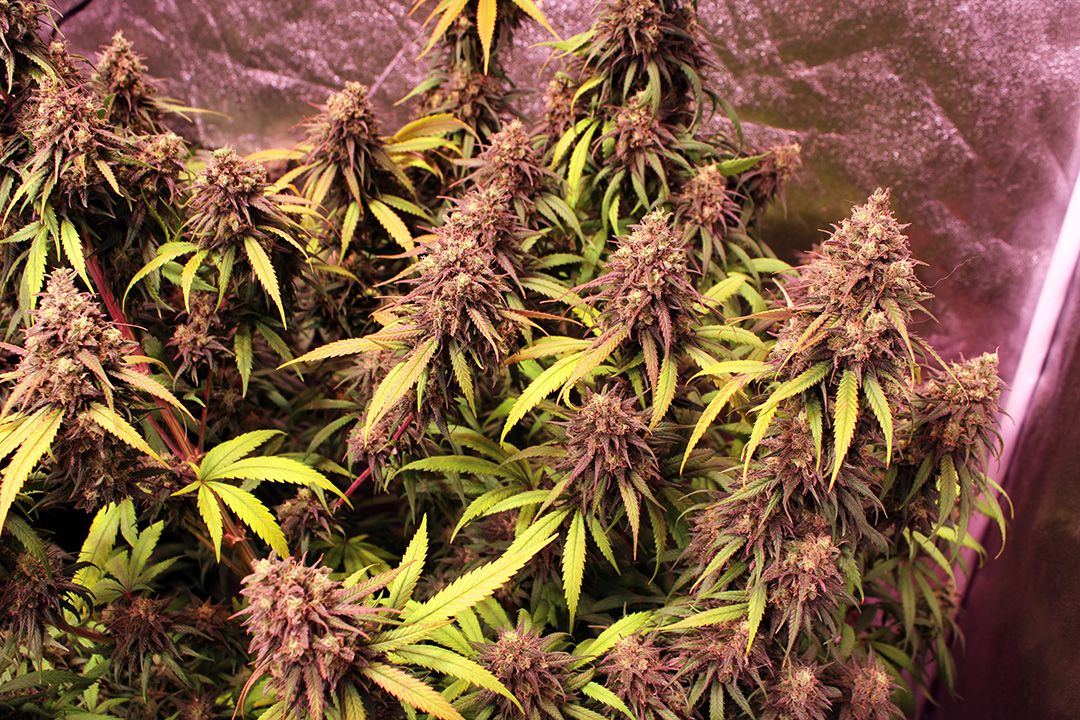 Wk 21 Day 1 Chocholate Kush2