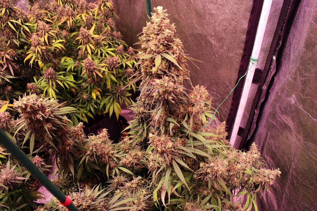 Wk 21 Day 4  2