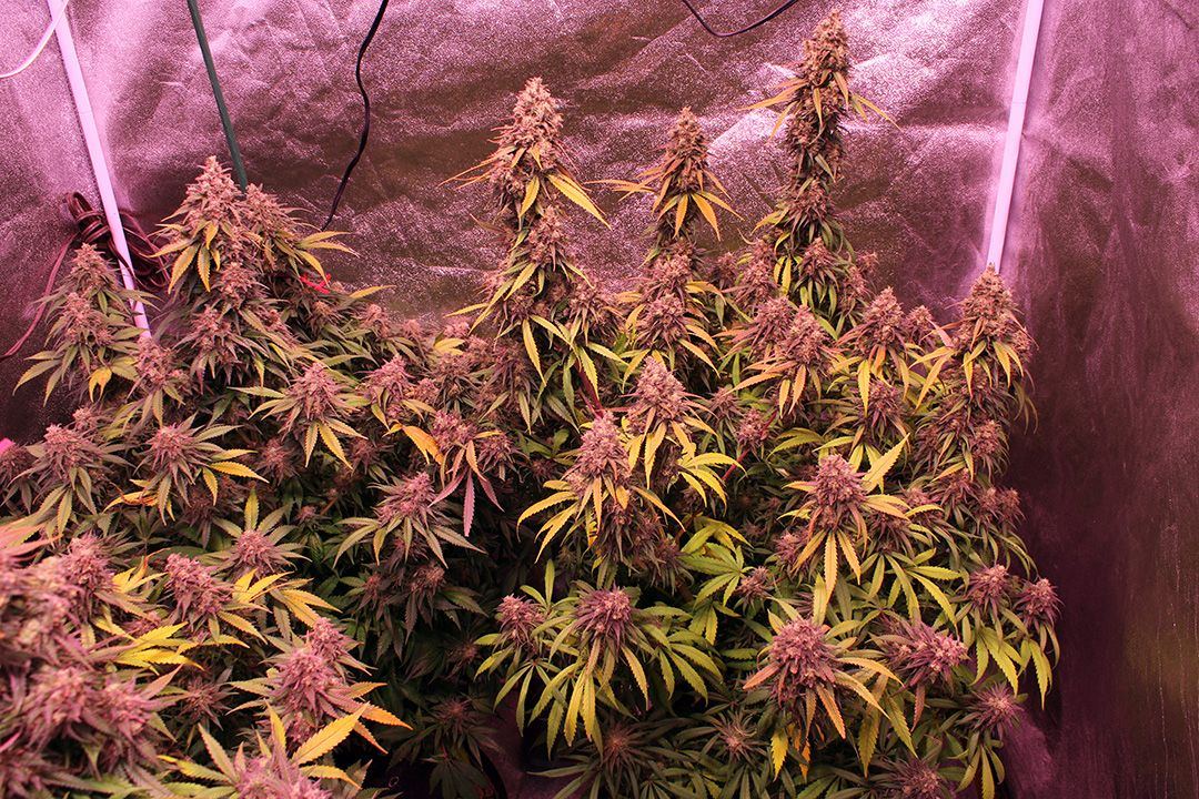 Wk 21 Day 4  4