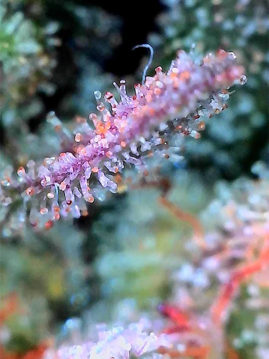 Wk 21 Day 7 Trichomes 2