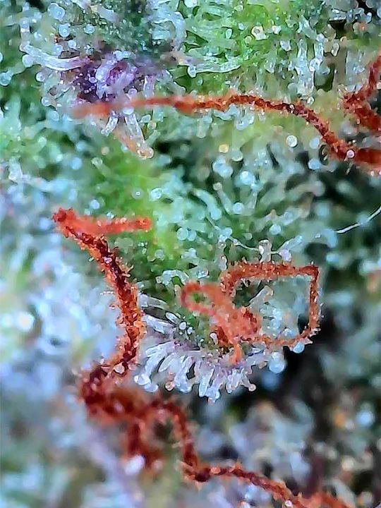 Wk 21 Day 7 Trichomes 4