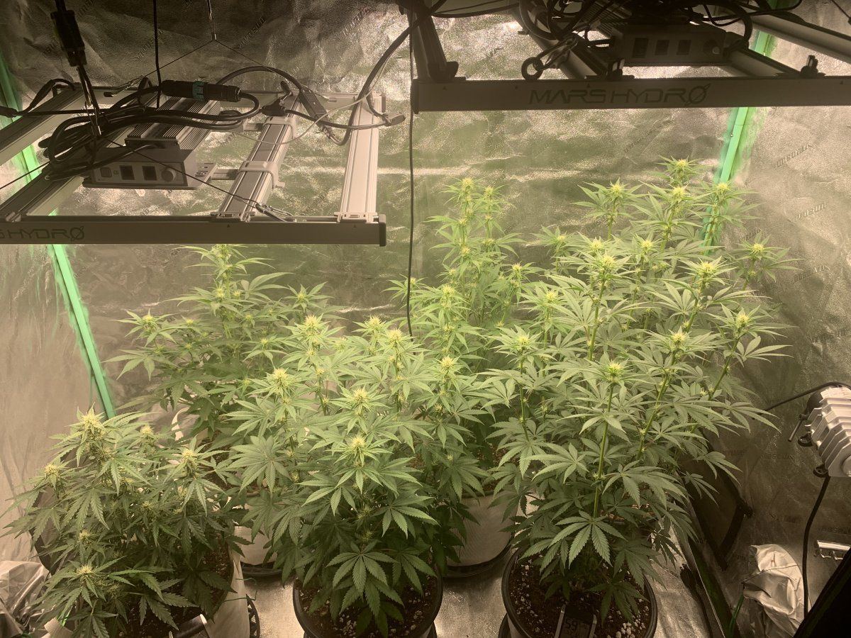 Wk 85 almost 2nd wk of Flower  3