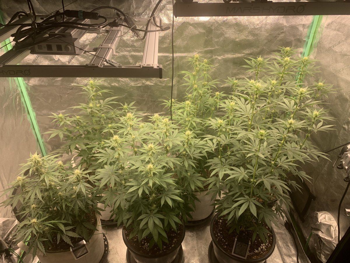 Wk 85 almost 2nd wk of Flower  5
