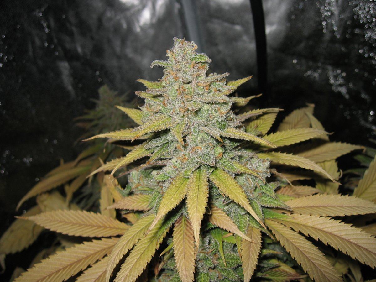 Wk 8 day 56 6