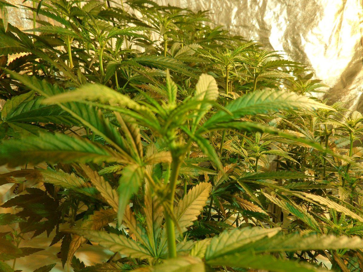 Wk2 Day13 Budding quite nice