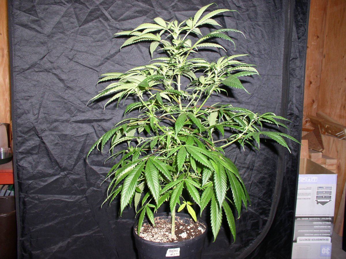 WK2BBMS1 1