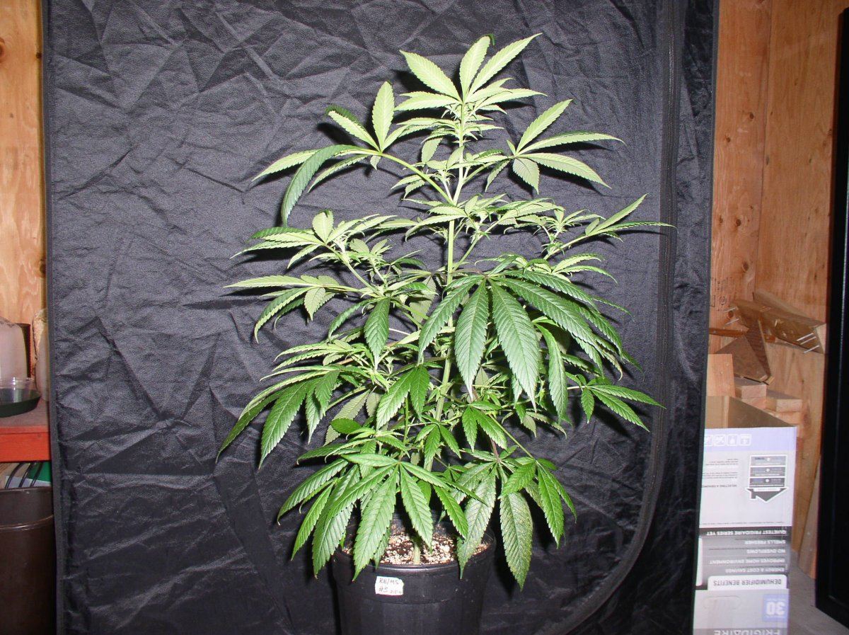 WK2BBMS3 1