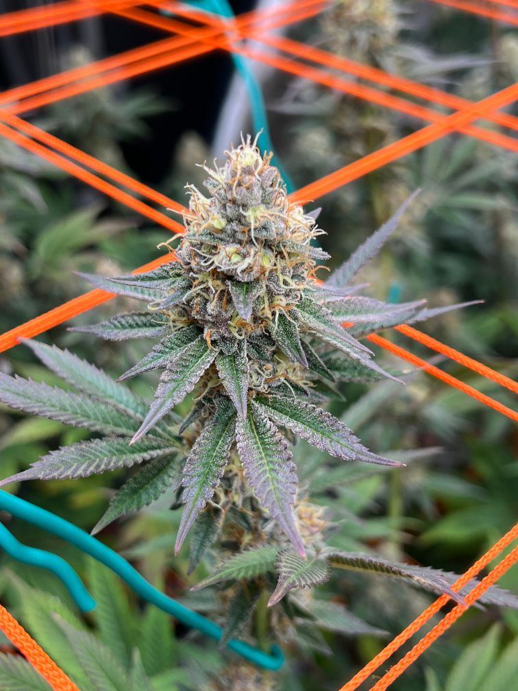 Wk6 2