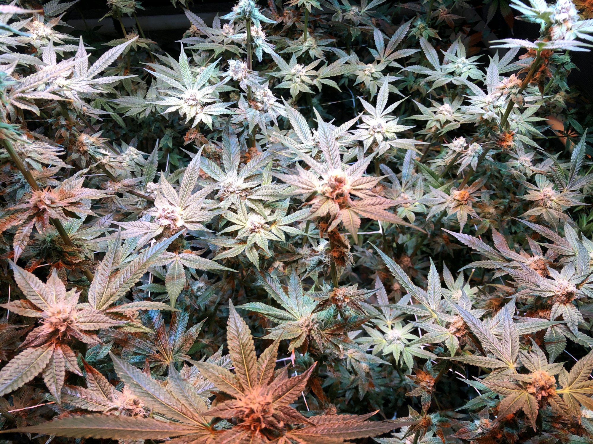WK6