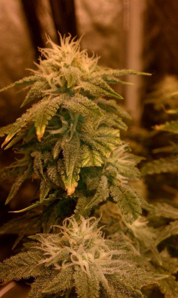 WK7
