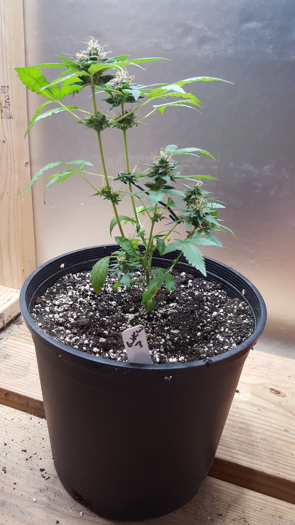 Wkw3repot