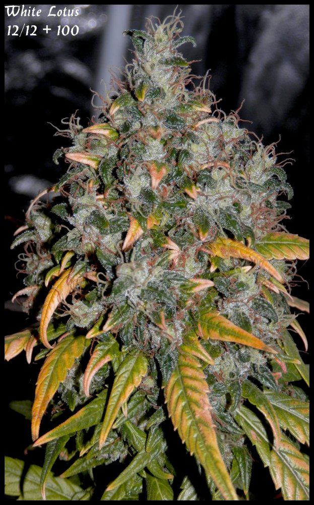 WL1   100days   4