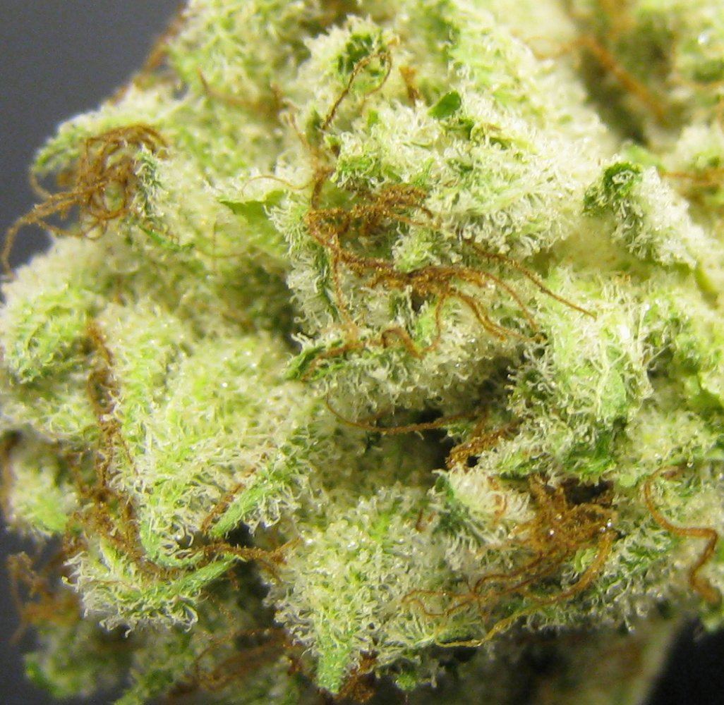 WMK DNugs03