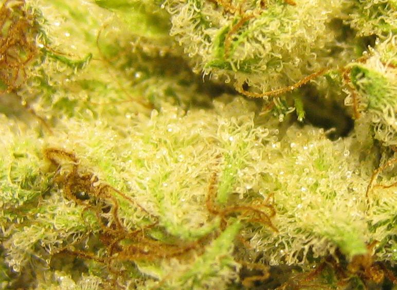 WMK DNugs05