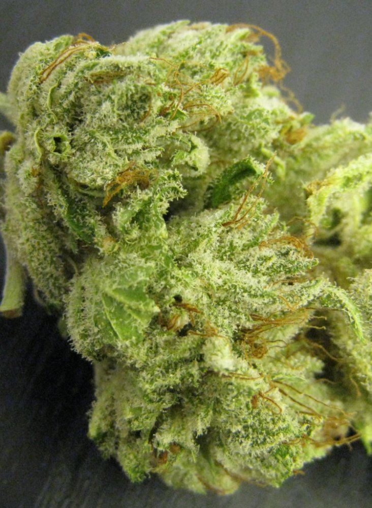 WMK DNugs07
