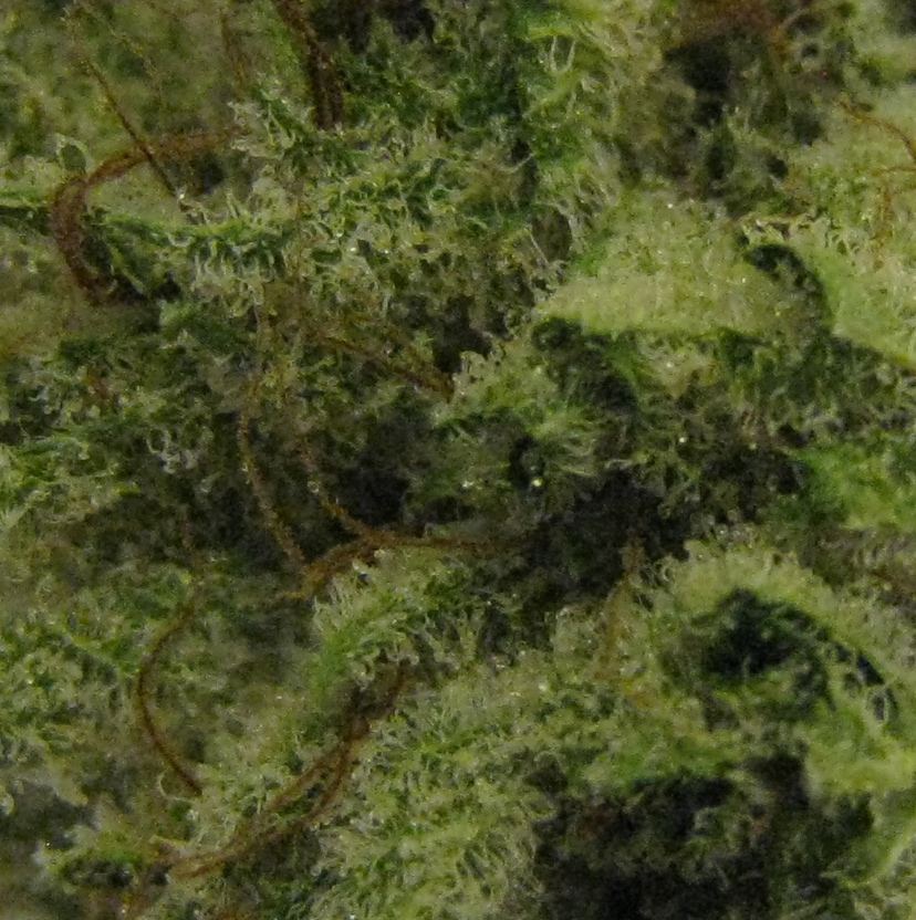 WMK DNugs09
