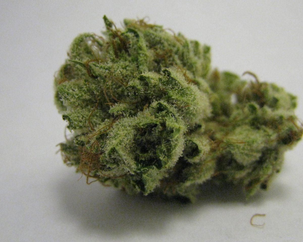 WMK DNugs10