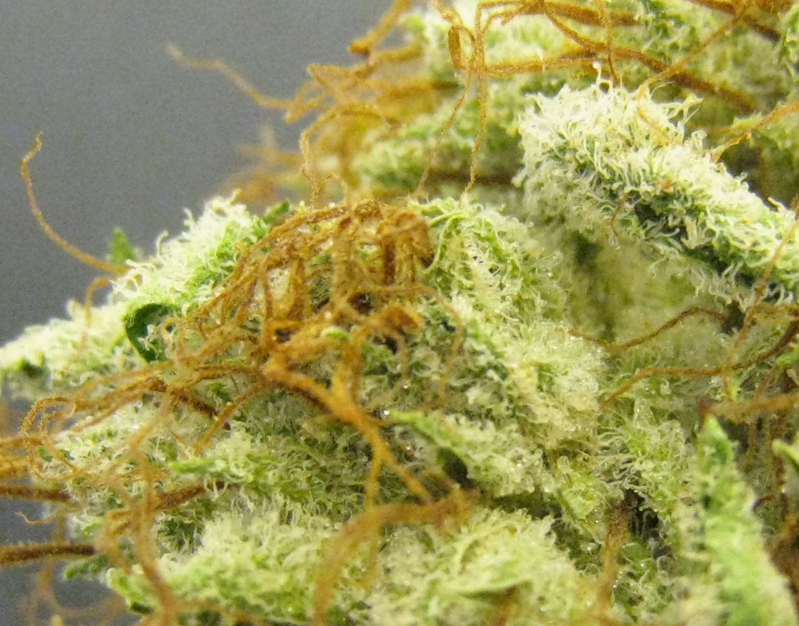 WMK DNugs12