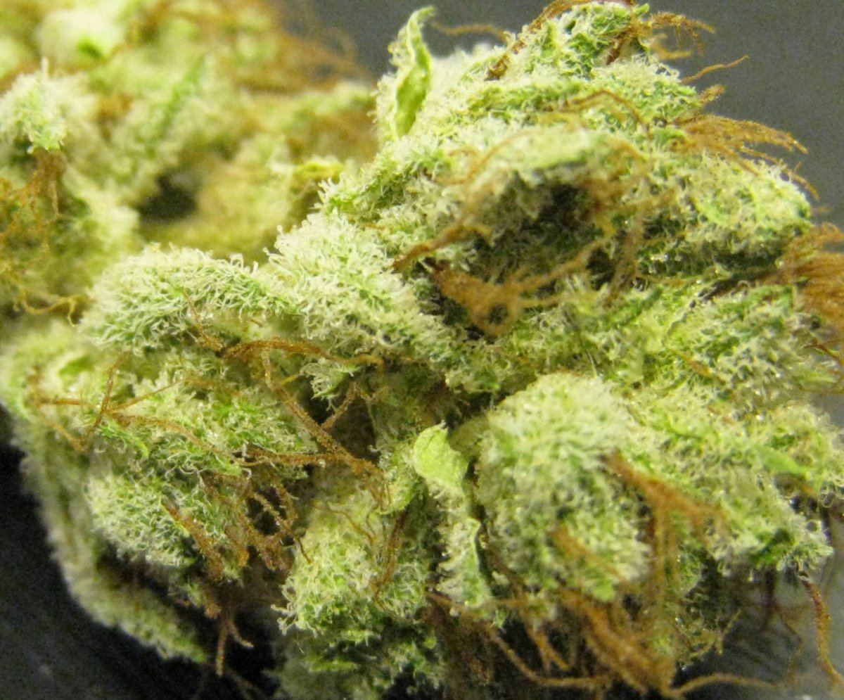 WMK DNugs14