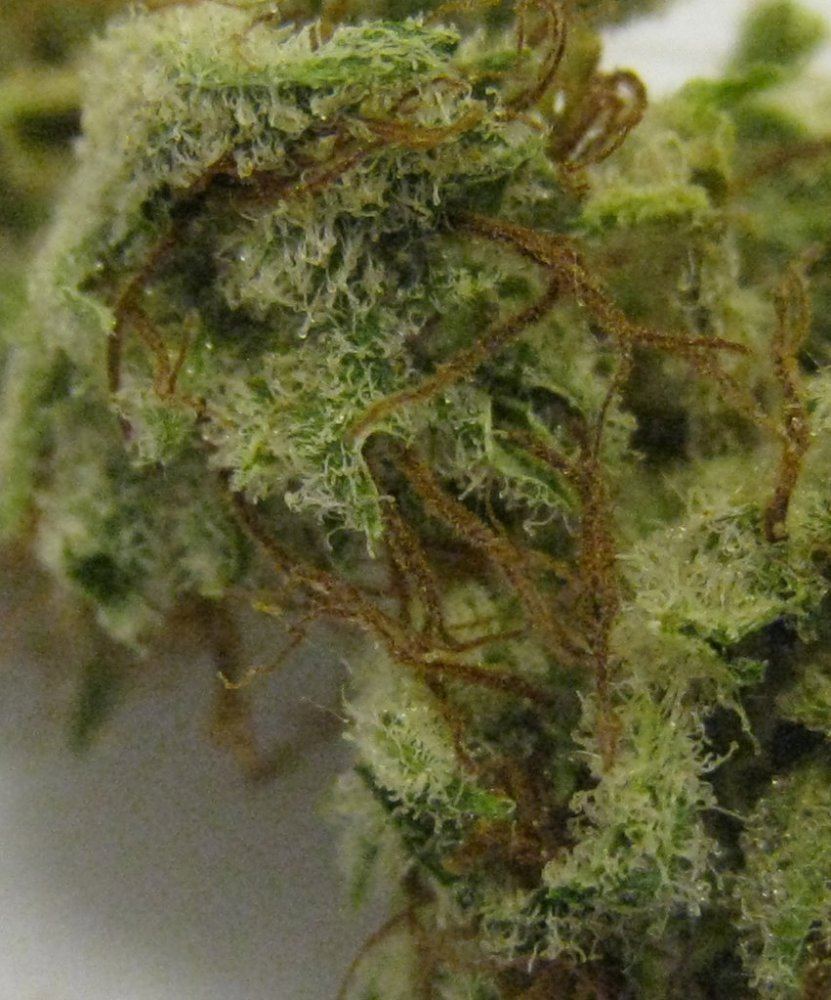 WMK DNugs17
