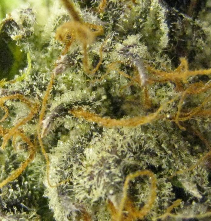 WMK DNugs20