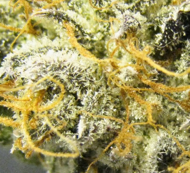 WMK DNugs21