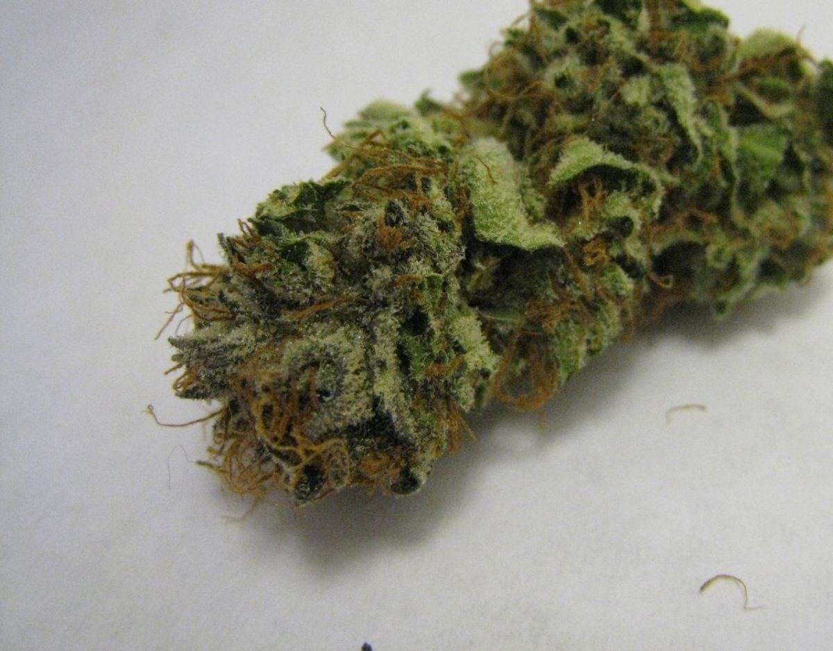 WMK DNugs24
