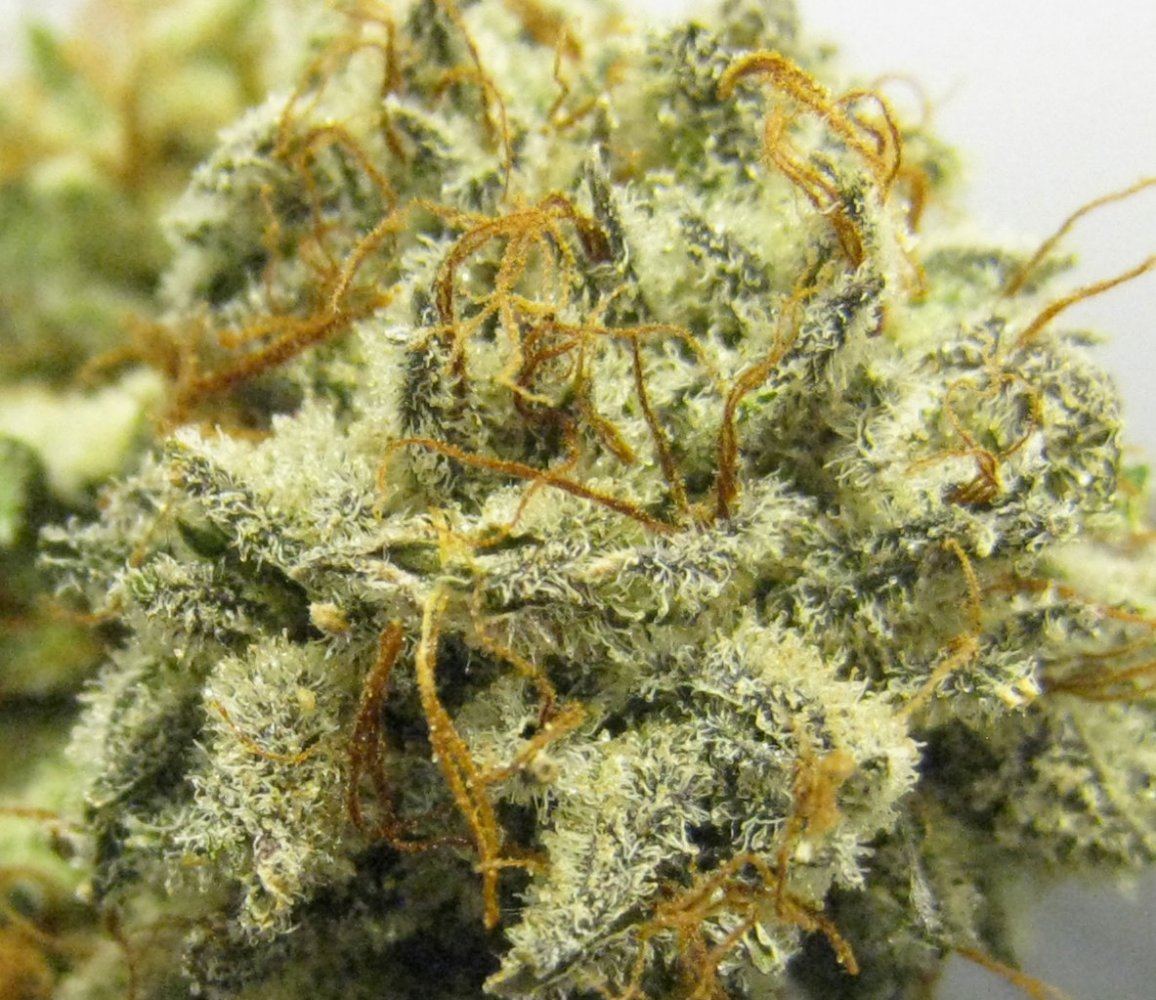 WMK DNugs27