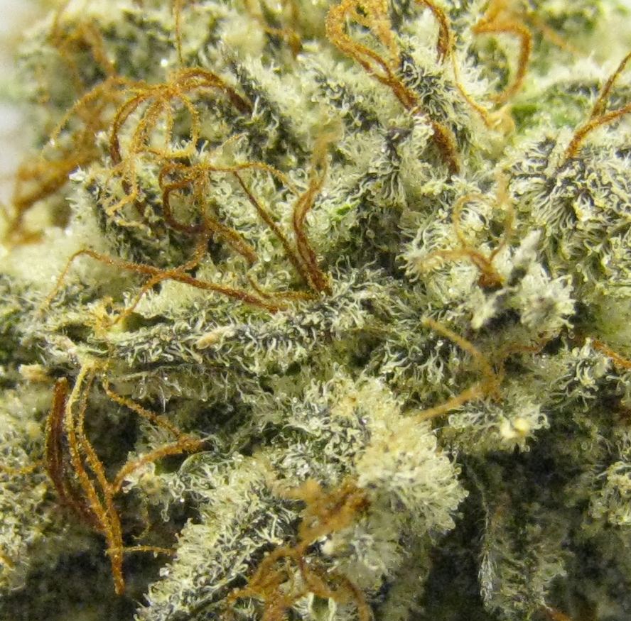 WMK DNugs28
