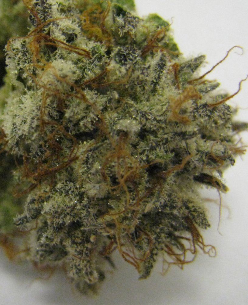 WMK DNugs30