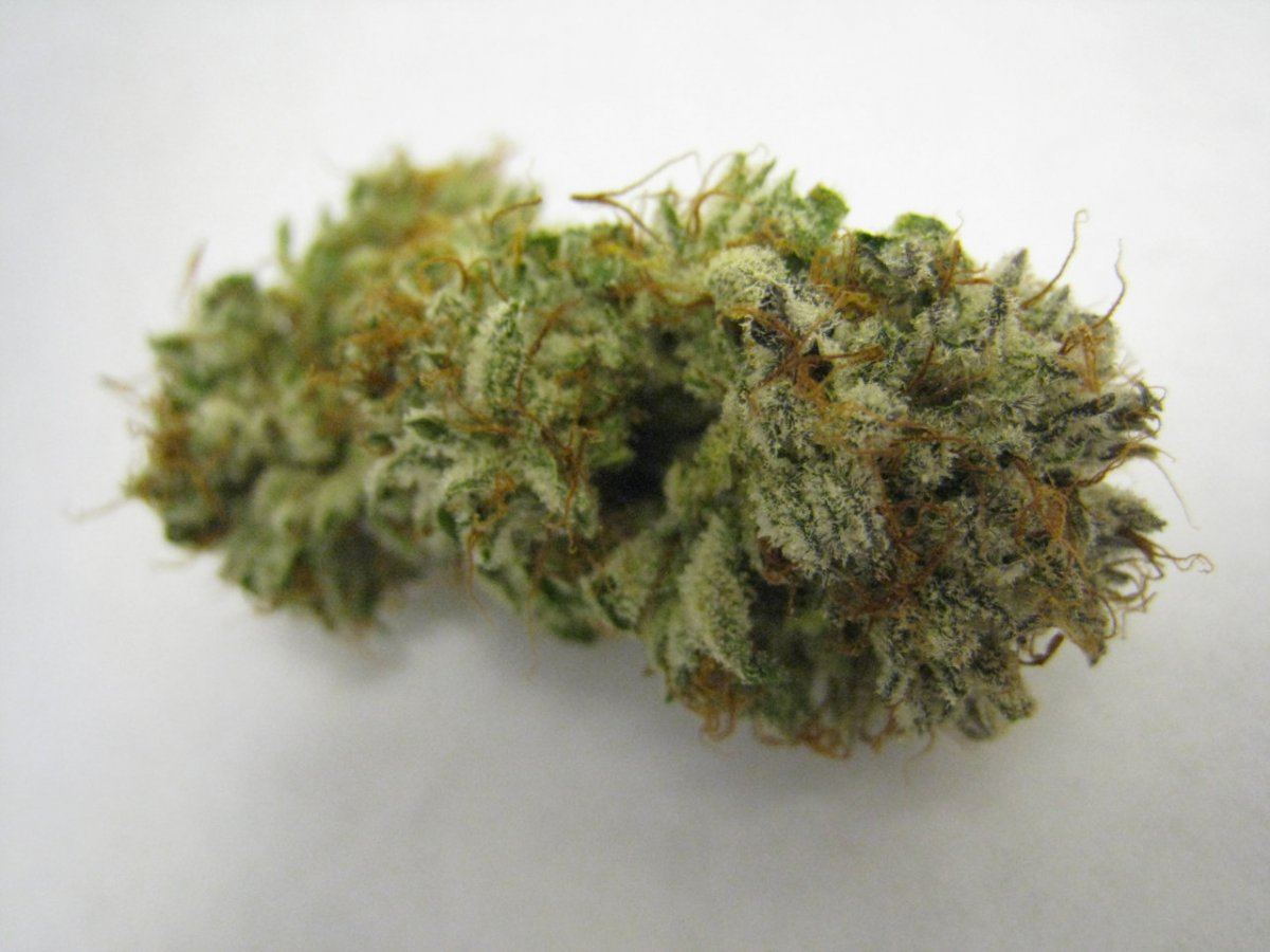 WMK DNugs31