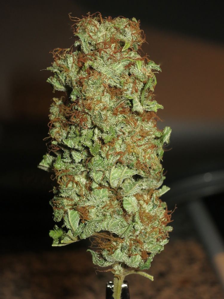 WODDYNUG sf