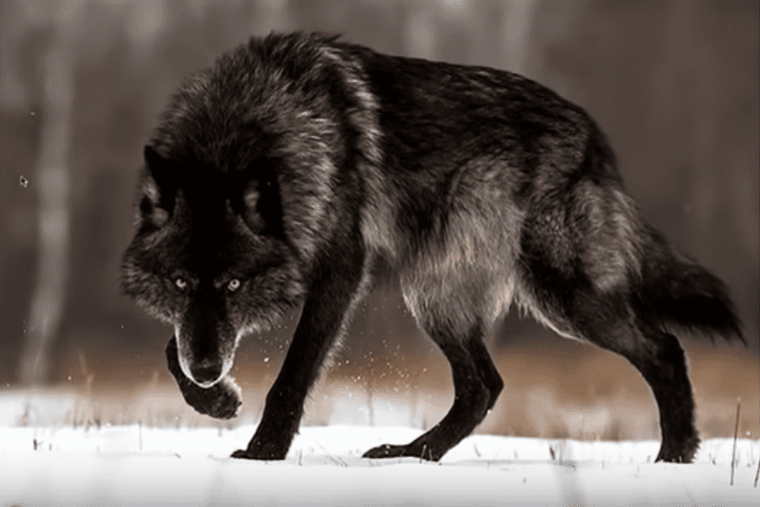 Wolfealphajoeroganshow51219
