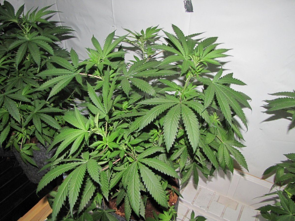 Wolverine kush   3 phenos 3