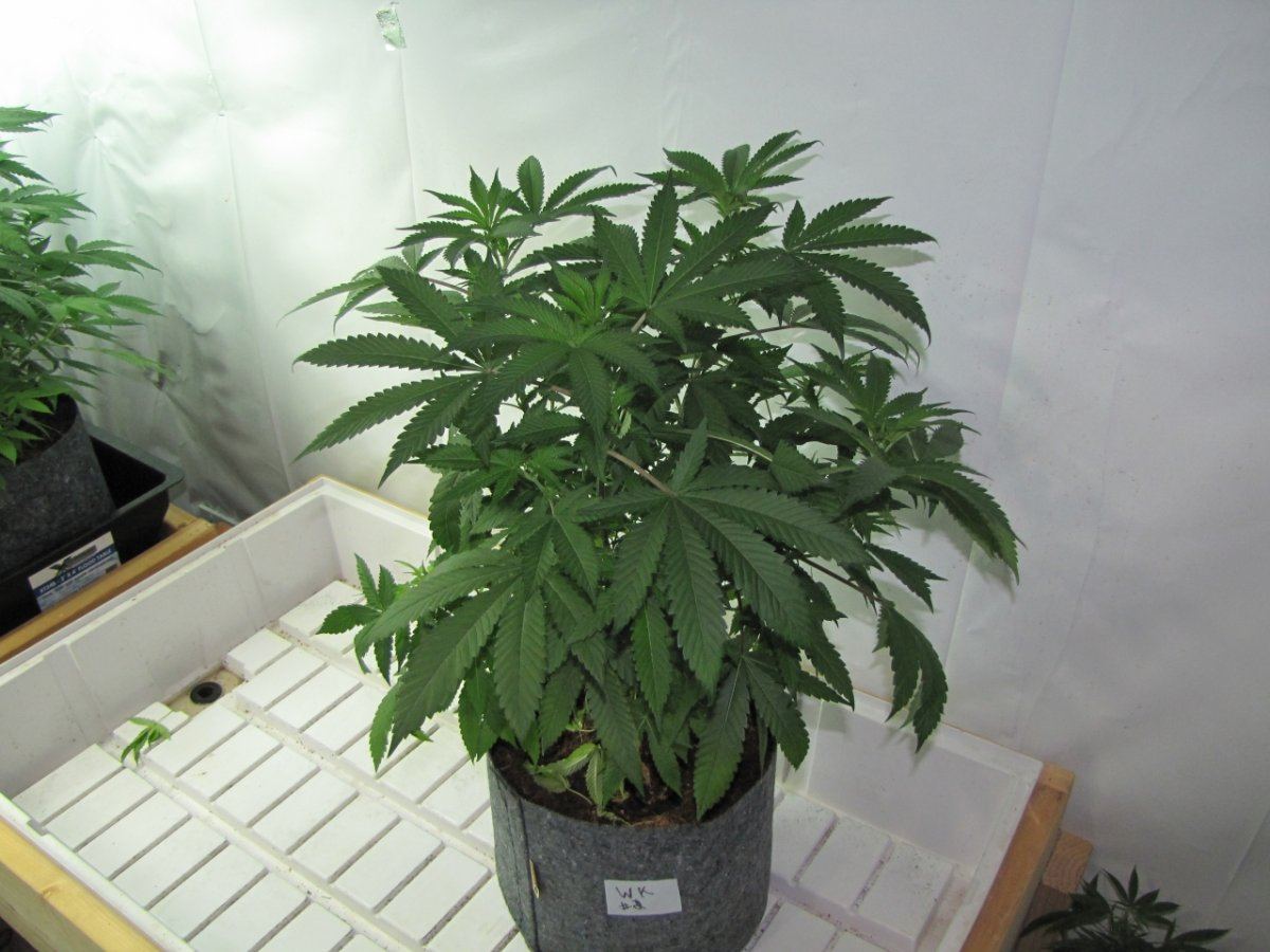 Wolverine kush   3 phenos 4